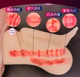 Realistic Female Torso Doll dimensions and specification diagram